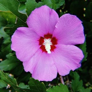 Meet your Posher, Alessia